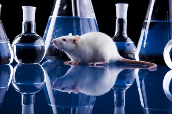 Ученые создали мышонка из генов двух разных отцов
