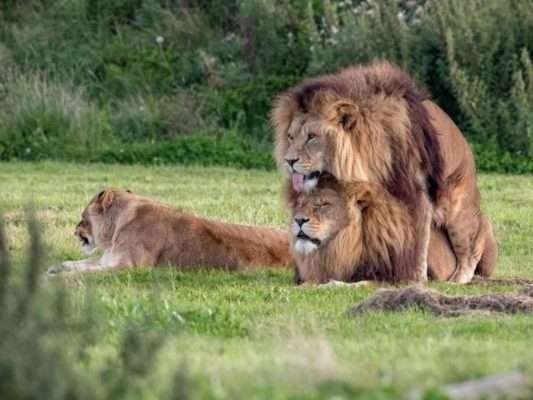 однополый секс у львов