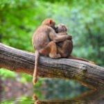 Только 18% ученых публикуют данные об однополых связях между животными