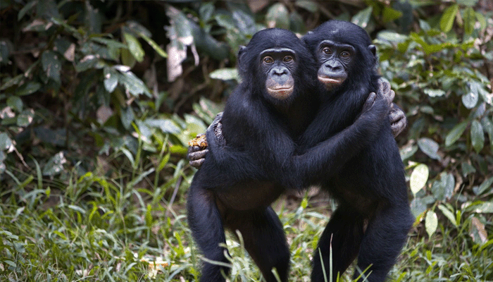 ЛГБТ природа