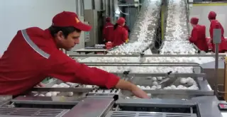Птицефабрика Синявская в Ленобласти